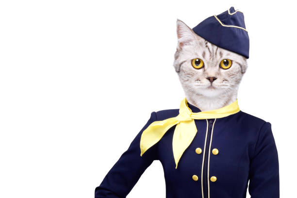 Cat wearing a stewardess costume isolated on a white background