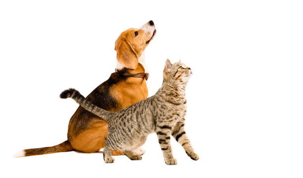 Curious beagle dog and cat scottish straight looking up, side view, isolated on white background