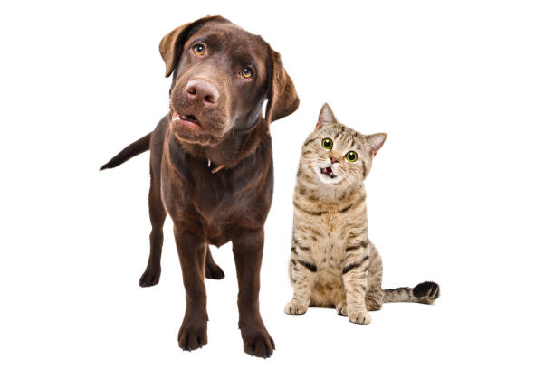 istock Curious Labrador and funny cat Scottish Straight together isolated on a white background 2154680552