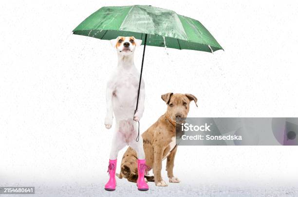 Parson Russell Terrier Umbrella Parson Russell Terrier Umbrella