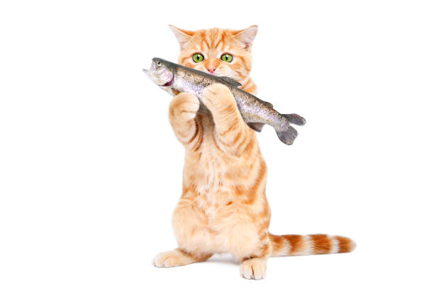 istock Playful kitten holding a fish in its paws standing isolated on a white background 2154680649