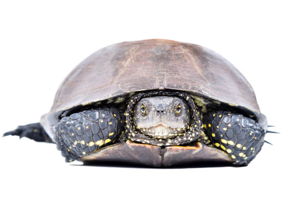 Portrait of a pond terrapin hiding in its shell isolated on white background