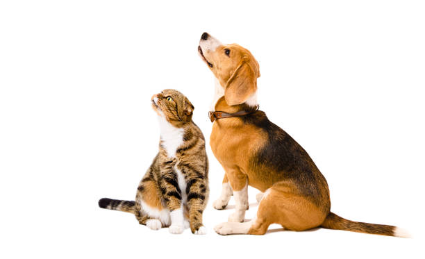 istock Beagle dog and cat Scottish Fold sitting together, looking up, isolated on white background 2154680900