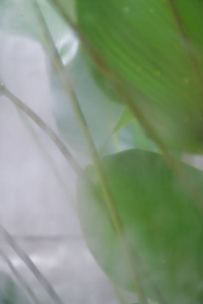 istock Thick dew on the window glass give blurry-effect on vegetation on the other side. 2154681947