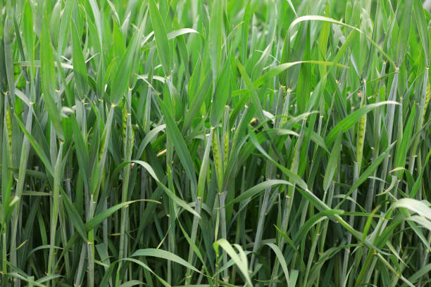 istock Wheat thrives in farmland, North China 2154682024