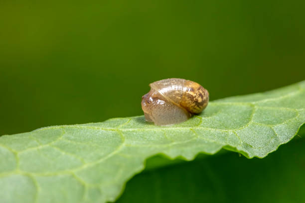 istock Snails foraging on wild plant leaves 2154682423