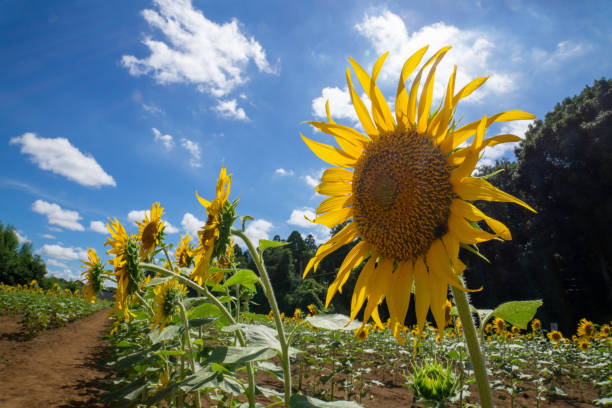 istock Sunflower with sunflower field and blue sky. 2154682635