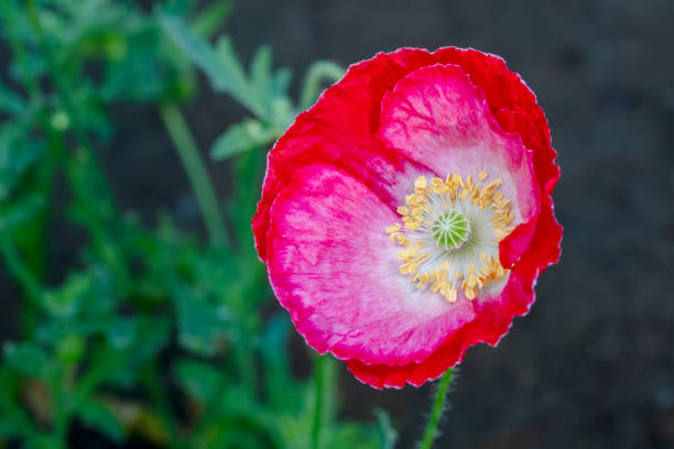 Beautiful corn poppy Flowers in the Garden
