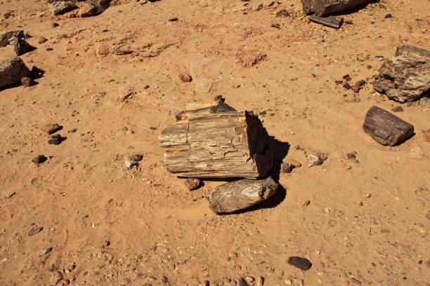 Ancient trees in the Sahara desert, Sudan