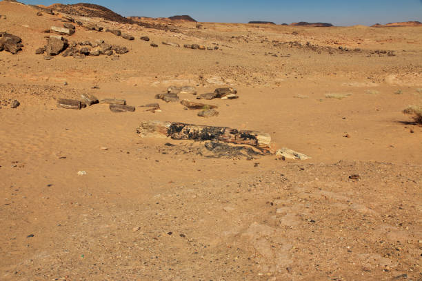 istock Ancient trees in the Sahara desert, Sudan, Africa 2154683267