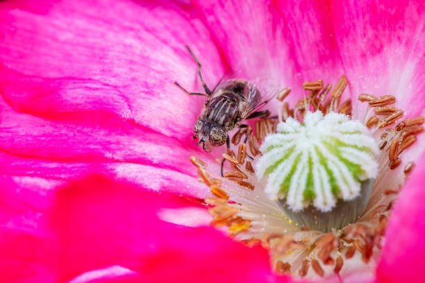 syrphid Sucking nectar on flowers