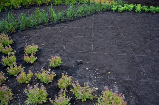 istock Landscaping. A lined plot of land for planting ornamental plants. 2154685563