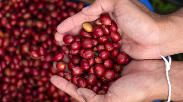 istock Fresh red coffee red cherry coffee bean in hands 2154685728