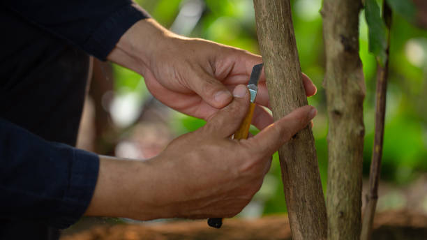 istock Grafting coffee shoots is a technique used to propagate coffee plants 2154685766