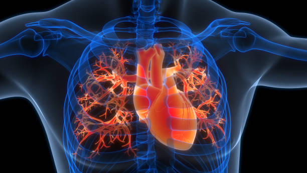 istock Human Circulatory System Heart Anatomy 2154685823