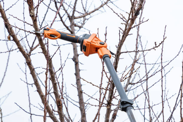 istock Long reach pole electric battery powered pruning secateurs, shears. Professional gardener prunes and cuts branches of a tree in the garden in spring. 2154687841
