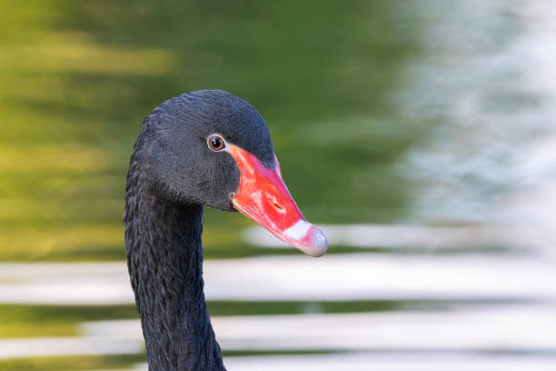 istock black swan portrait over colorful pond 2154688287