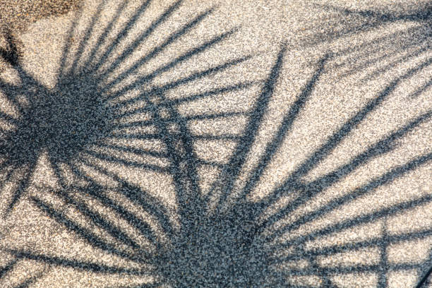Stunning top-down view of beach sands with the shadows of palm trees stretching across the textured surface under the warm sunlight.