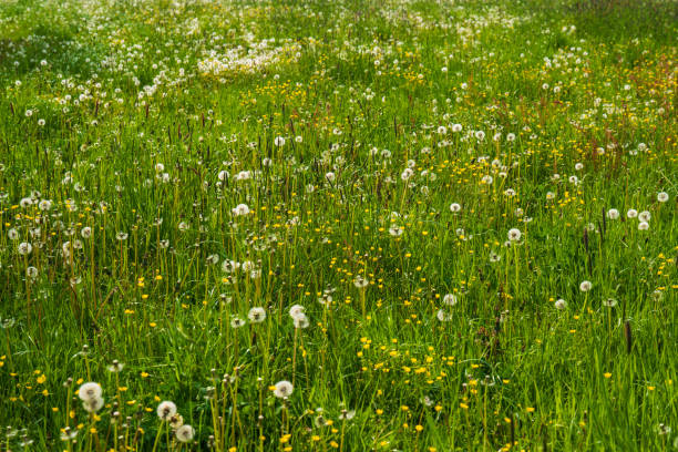 istock Natural background. Green, fresh grass, dandelions. 2154689200