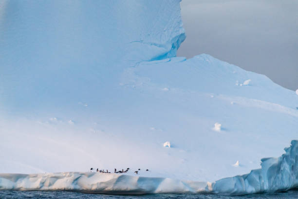 istock Gentoo Penguins in Antarctica 2154689269