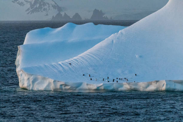 istock Gentoo Penguins in Antarctica 2154689291