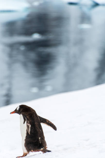 istock Gentoo colony at Danco Island 2154689293