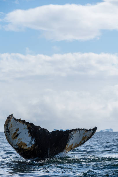 istock Tail of a humpback whale in the Antarctic 2154689370