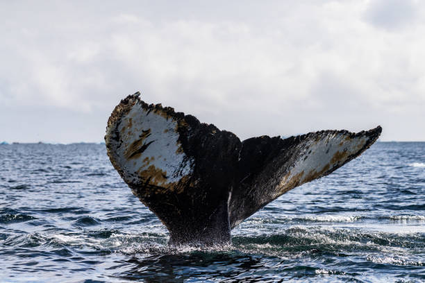 istock Tail of a humpback whale in the Antarctic 2154689377