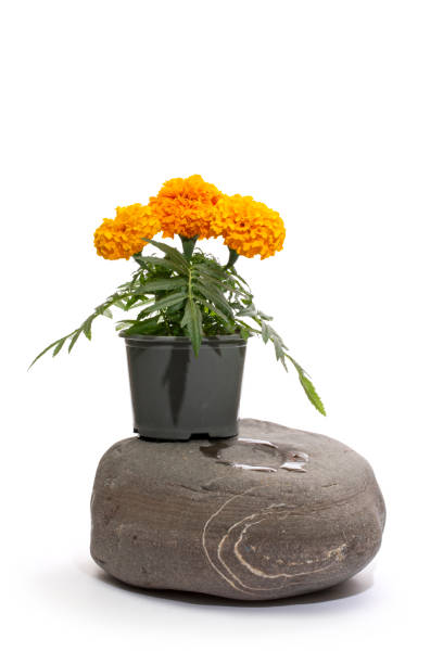 istock Tagetes flower in a pot on a stone 2154689537