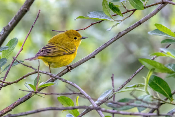 istock American Yellow Warbler perched on the tree branch 2154689734