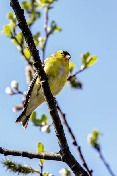 istock American Goldfinch perched on the tree branch 2154689748