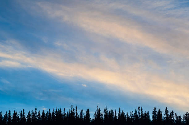 istock Group of Trees Standing under the sky 2154695675