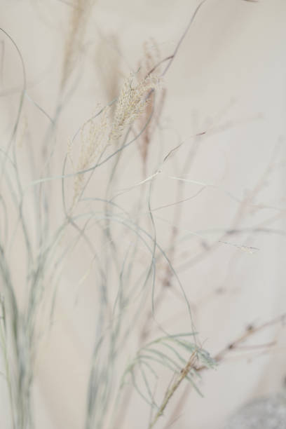 istock Still Life Flower Arrangements 2154696799