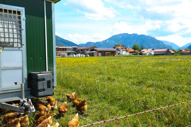 istock Free-range stable with free-roaming chickens, the mountains in the background 2154696874