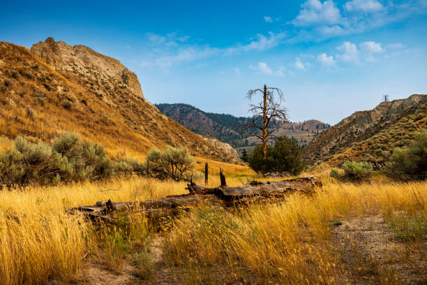 beautiful nature near Kamloops in Canada