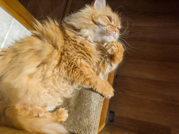 istock Relaxed tousled fluffy ginger cat lies and looking to forward 2154699092