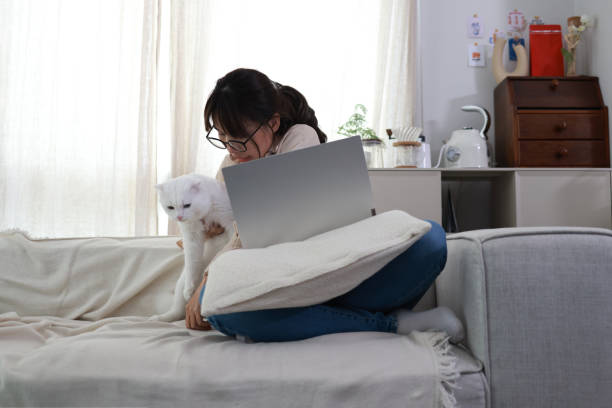 istock Young Asian woman working at home, using a laptop computer on the couch while playing with her cute white  cat. 2154699881
