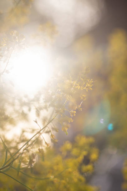 istock Yellow plant with the sunlight and a yellow background 2154700454