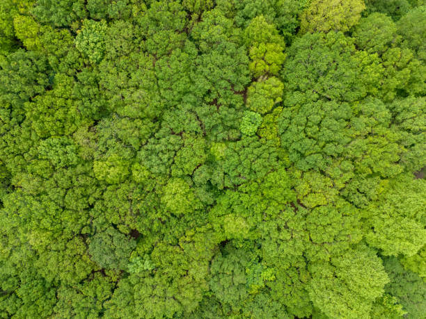 istock Aerial View of Forest of Deciduous Trees 2154701157