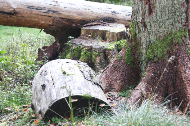 istock National Park  Hunsrueck-Hochwald 2154702828