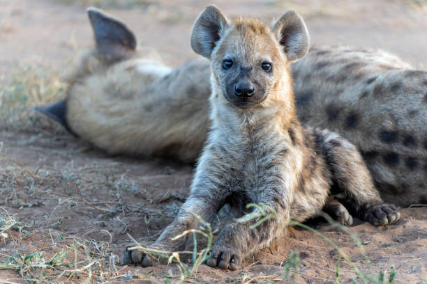 istock Spotted Hyena in Mashatu Game Reserve 2154703243