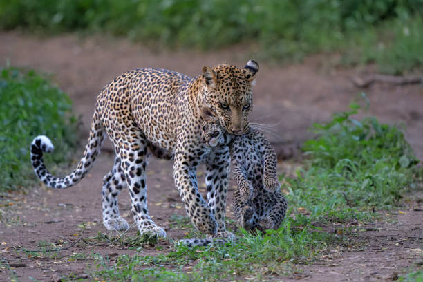 istock Leopard with cub in Mashatu Game Reserve 2154703424
