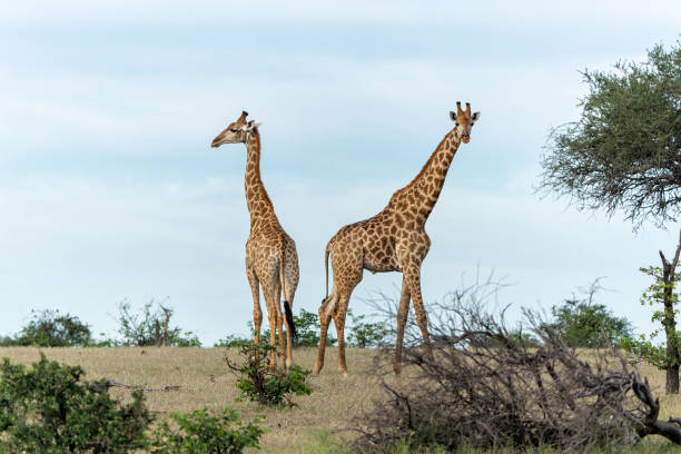 istock Giraffe in Mashatu Game Reserve in the Tuli Block in Botswana 2154703427