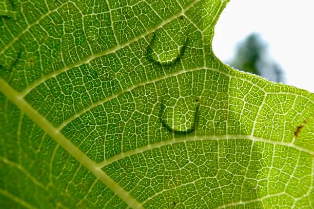 istock Close up of raindrops on fig leaf 2154704230