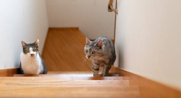 istock cat running up the stairs 2154704708