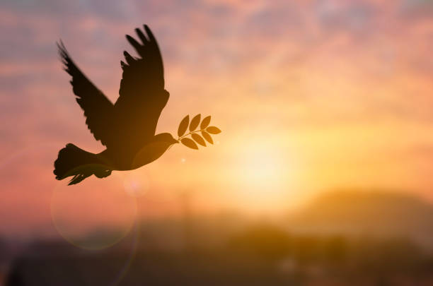 Silhouette pigeon holding tree leaf flying out over sunset time flare light blurred background, peace and freedom concept, copy space for individual text.