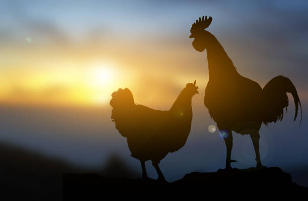 istock Silhouette couple hen sunset light 2154705195
