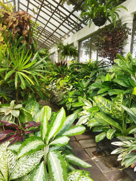 istock Inside of green house 2154705254