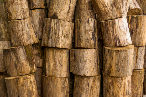 istock dry timber harvested and cut. stacked on top of one another 2154705368
