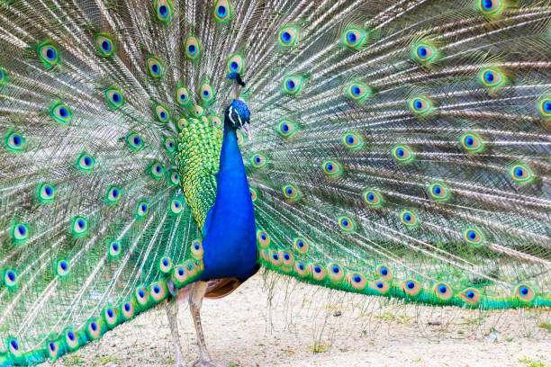 istock Peacock portrait. Beautiful colourful peackock feather 2154705387